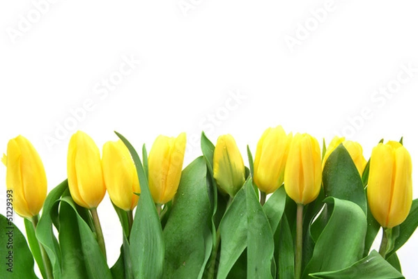 Obraz yellow tulips