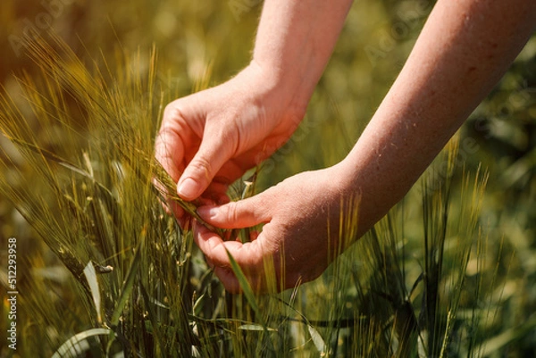 Fototapeta Agronomist touching unripe barley spikes in cultivated field. Closeup of female hand on plantation in agricultural crop management concept.