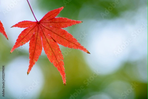 Obraz 大坂城公園の紅葉