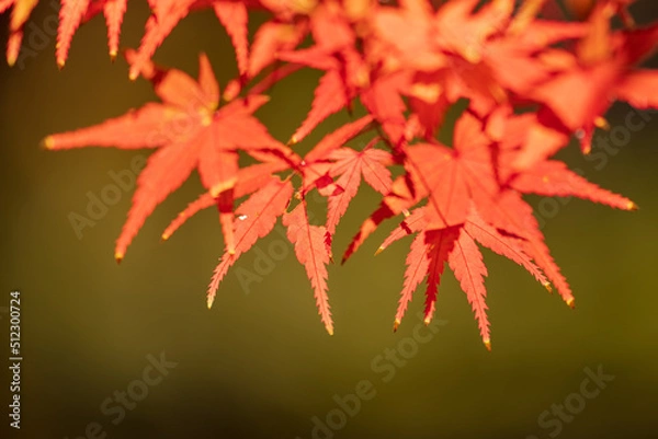 Fototapeta 公園の紅葉