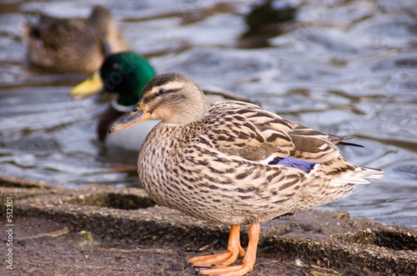 Obraz mallard duck