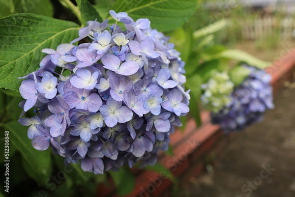 Obraz 雨に濡れた庭の紫陽花