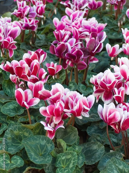 Obraz cyclamen
