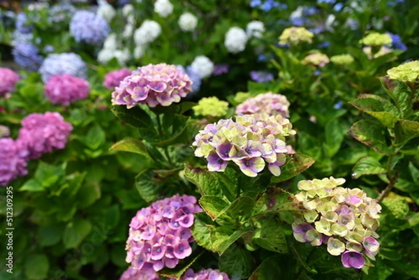 Fototapeta 紫陽花の里　紫陽花祭り