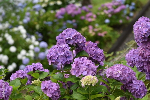 Fototapeta 紫陽花の里　紫陽花祭り
