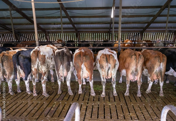 Obraz red and black spotted cows inside dutch farm in holland