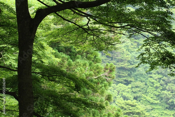 Obraz 神奈川県の大山。左にモミジの木と斜面の森林の景色