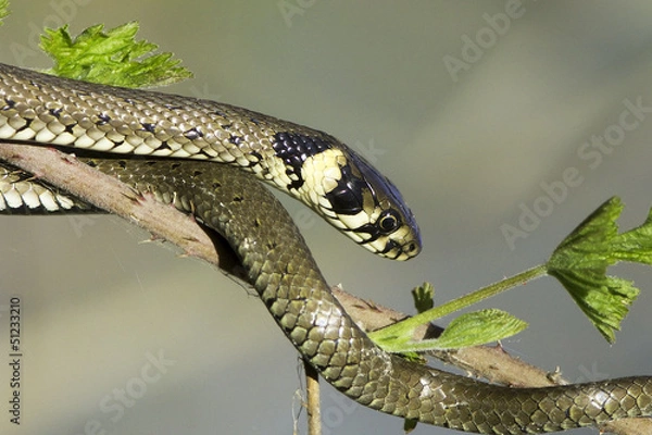 Fototapeta Grass snake in forest background / Natrix natrix