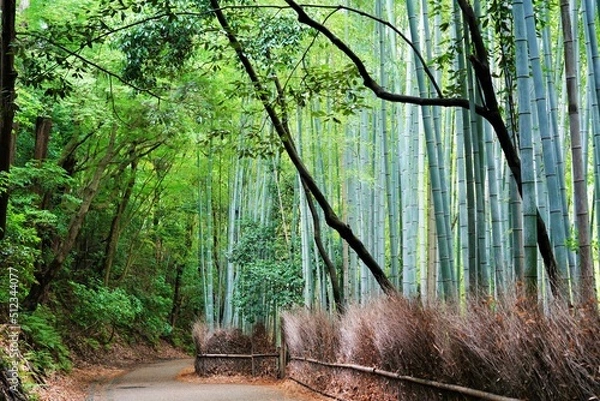 Obraz 京都・嵯峨野の竹林