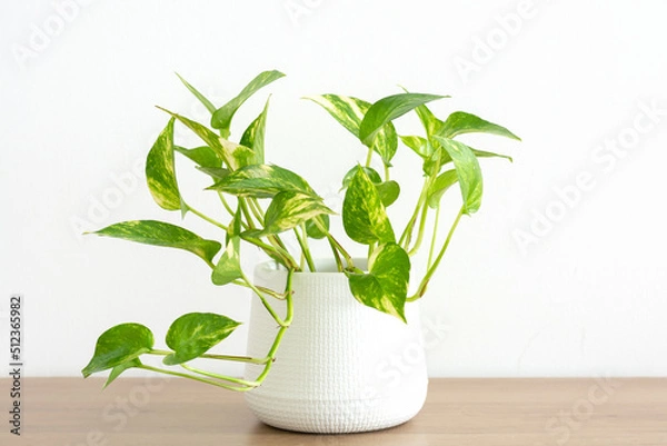 Obraz Epipremnum aureum, houseplant, golden pothos, vining plant with heart-shaped leaves plant in pot isolated on white background. DEVIL’S IVY purify the air inside the house.