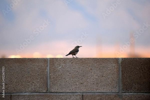 Obraz Bird on Wall 