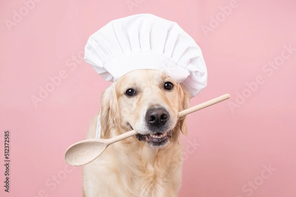 Fototapeta Dog in a chef's hat and with a spatula in his mouth on a pink background. Golden Retriever in chef costume for restaurant, cafe or banner