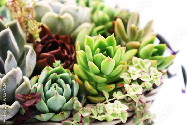 Fototapeta 色彩鮮やかな多肉植物の寄植え