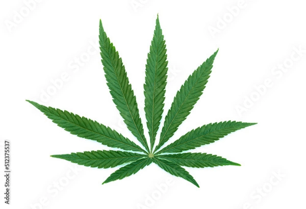 Obraz Cannabis leaf on a white background.