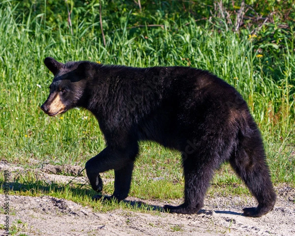 Obraz Black Bear Photo and Image. Close-up side view in the field looking at the camera, displaying head, ears, eyes, nose, muzzle, paws in its habitat with a green foliage background. Bear Portrait.