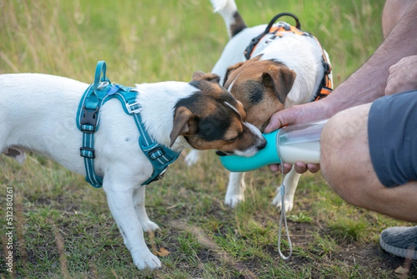 Fototapeta Two Jack Russell dogs drinking from a water bottle on a hot sunny day on a walk