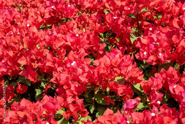 Fototapeta beautiful red flower