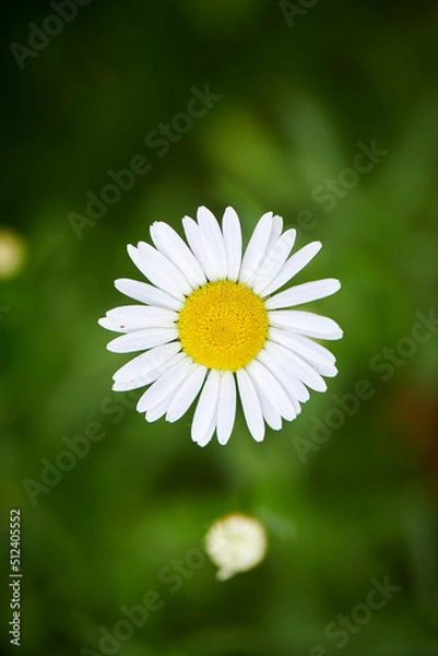 Fototapeta Daisy