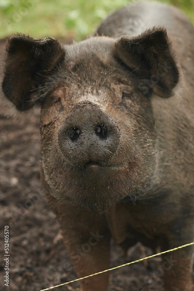 Fototapeta Pig Snout