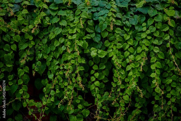 Fototapeta Ivy Background