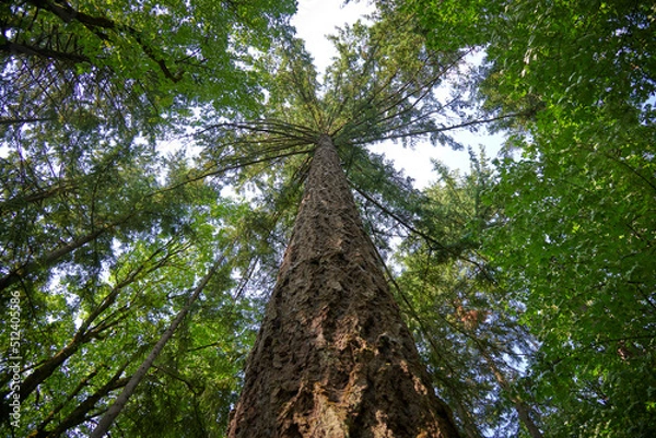 Fototapeta Tree Canopy