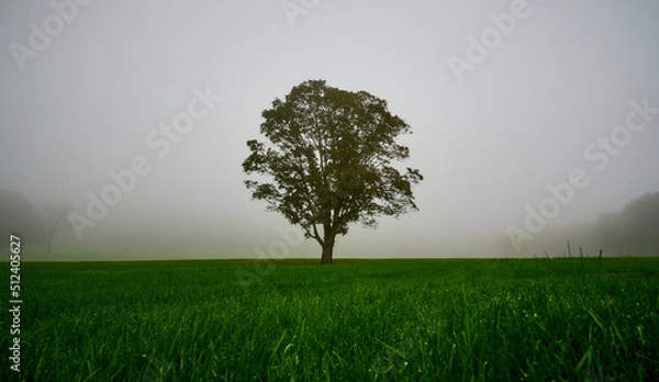 Fototapeta Tree at Natirar