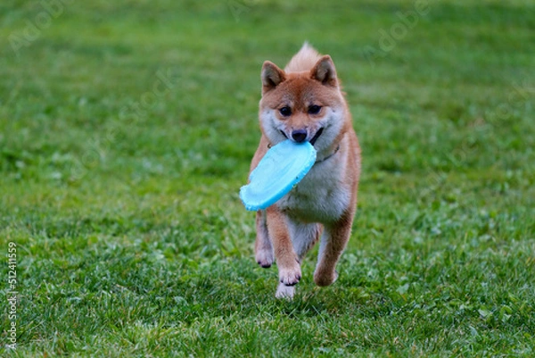 Obraz 豆柴 生後8か月 フリスビー練習中