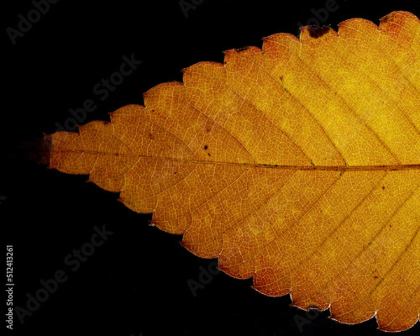 Fototapeta Very beautiful golden colored Fall leaf with tiny veins that make an intricate pattern and texture.