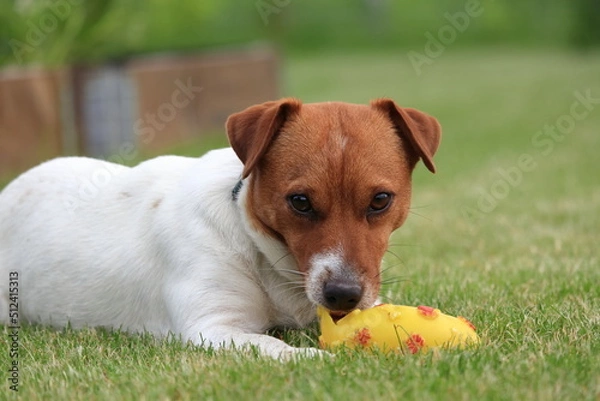 Fototapeta The dog in the garden on the green grass plays with a ball. The dog in the garden on the green grass plays with a ball.