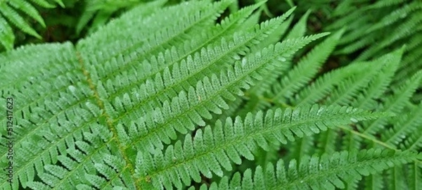 Fototapeta Fern. Beautiful green ferns in the forest