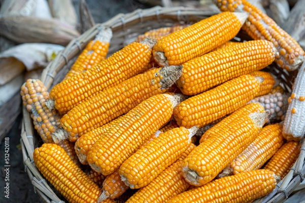 Fototapeta Photograph of freshly picked sweet corn on the cob with husk on and one husk removed, getting ready for cooking.