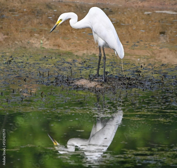 Obraz great blue heron