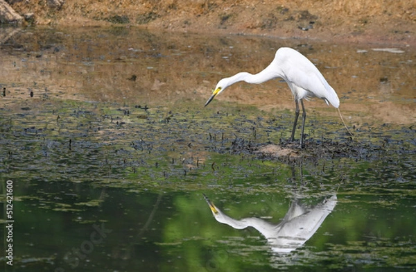 Obraz great blue heron