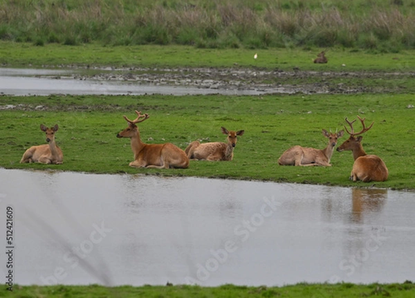Obraz deer in the wild