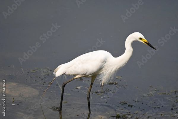 Obraz great blue heron