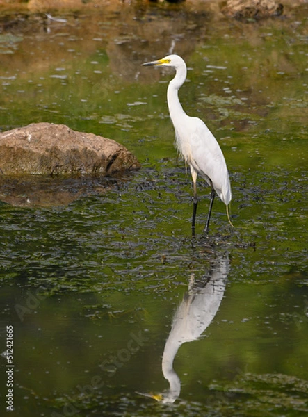 Obraz great blue heron