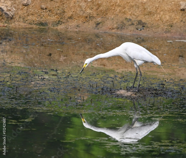 Obraz great blue heron