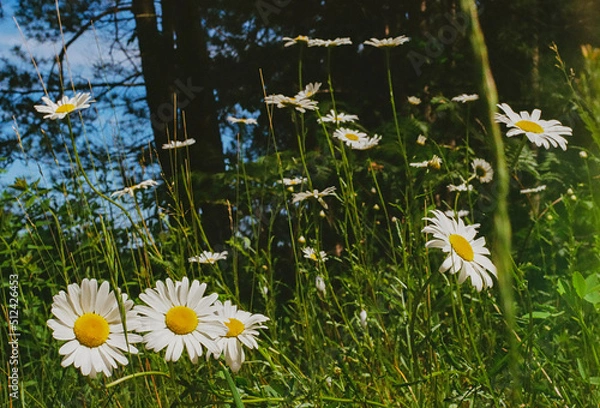 Fototapeta field of daisies by the lake