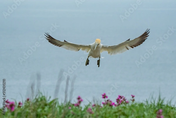 Fototapeta Gannet Landing