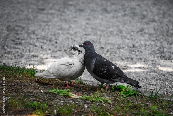 Obraz pigeon on the ground