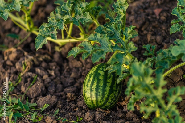 Fototapeta Young shoots of watermelons On the open field on the farm field. Growing organic vegetables on the farm.