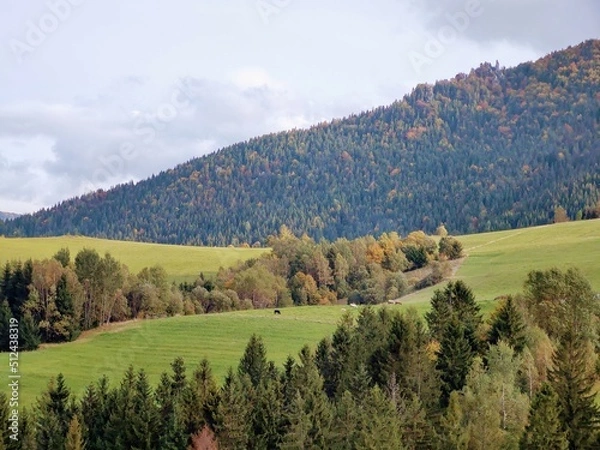 Fototapeta Autumn colorful leaves on the ground and on the trees. Slovakia	