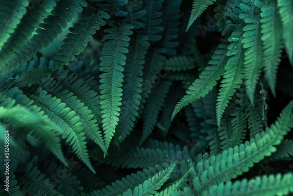Obraz Perfect natural young fern leaves pattern background. Dark and moody feel. Top view. Copy space.