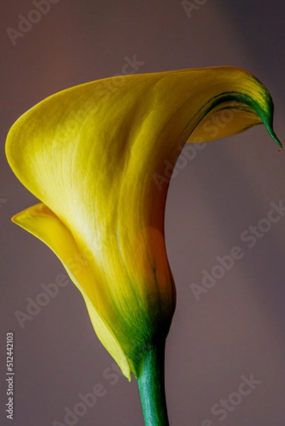 Obraz calla