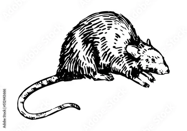Obraz Rat sketch. Realistic ink drawing of rodent wild animal. Hand drawn vector illustration. Retro outline clipart for decor isolated on white.