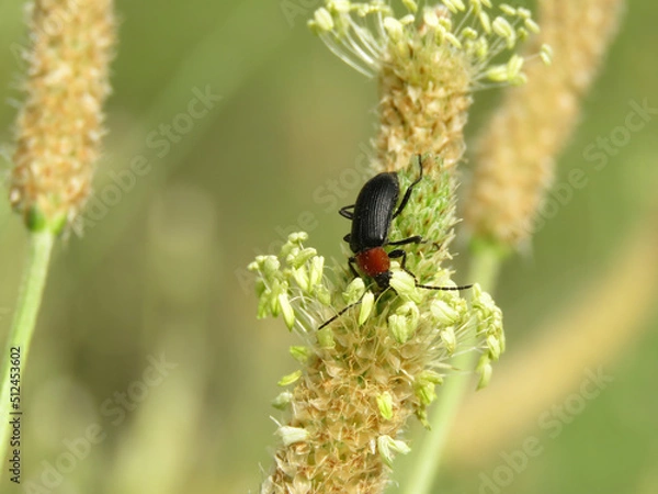 Obraz macro of beetle insect called Heliotaurus ruficollis, on wild flower called Plantago lanceolata, in spring