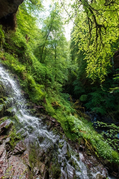 Fototapeta The Birks of Aberfeldy, circular walking route in the Moness Glen outside Aberfeldy in the Highlands of Scotland.