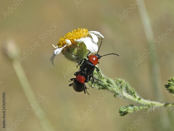 Obraz pair of beetle insects called Heliotaurus ruficollis on a daisy