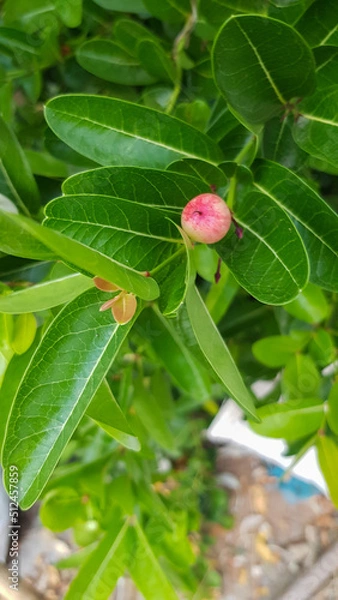 Fototapeta Carissa carandas , Mango yawning lemon on green leaf stalk