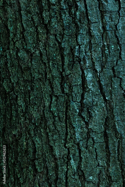 Obraz 大木の木肌